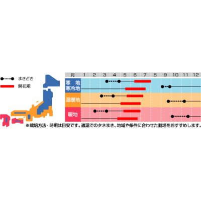 画像2: 花の種　ゴデチャ　ジューンミックス　0.1ml　サカタのタネ（株）実咲350