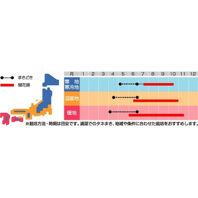 画像2: 花の種　マリーゴールド　一重咲き混合　約50粒　サカタのタネ（株）実咲250