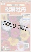 送料無料　花の種　松葉牡丹　八重咲き混合　約215粒　(株)サカタのタネ　実咲200（026358）