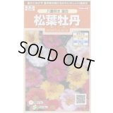 送料無料　花の種　松葉牡丹　八重咲き混合　約215粒　(株)サカタのタネ　実咲200（026358）