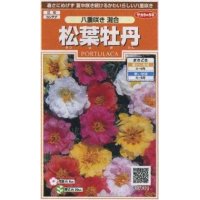 花の種　松葉牡丹　八重咲き混合　約215粒　サカタのタネ（株）実咲200