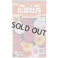 送料無料　花の種　松葉牡丹　八重咲き混合　約215粒　(株)サカタのタネ　実咲200（026358）