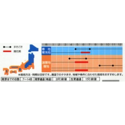 画像2: 花の種　カンパニュラ　メジュームミックス　約310粒　　サカタのタネ（株）実咲250