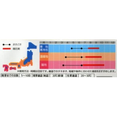 画像2: 花の種　おしろい花　約15粒　 　サカタのタネ（株）実咲200