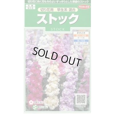 画像1: 送料無料　花の種　ストック　切り花用　早生系混合　約40粒　(株)サカタのタネ　実咲250（026252）