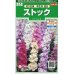 画像1: 花の種 　ストック　切り花用　早生系混合　約36粒　サカタのタネ（株）実咲250 (1)