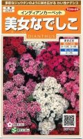 送料無料　花の種　美女なでしこ　インディアンカーペット　約175粒　　(株)サカタのタネ　実咲200（026341）