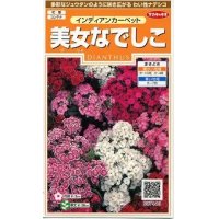 花の種　美女なでしこ　インディアンカーペット　約175粒　サカタのタネ（株）実咲200