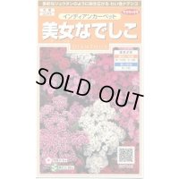送料無料　花の種　美女なでしこ　インディアンカーペット　約175粒　　(株)サカタのタネ　実咲200（026341）