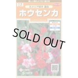 送料無料　花の種　ホウセンカ　カメリア咲き混合　約63粒　(株)サカタのタネ　実咲200（026356）