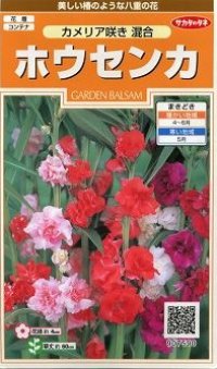 花の種　ホウセンカ　カメリア咲き混合　約63粒　サカタのタネ（株）実咲200