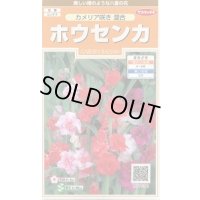 送料無料　花の種　ホウセンカ　カメリア咲き混合　約63粒　(株)サカタのタネ　実咲200（026356）