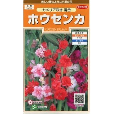 画像1: 花の種　ホウセンカ　カメリア咲き混合　約63粒　サカタのタネ（株）実咲200