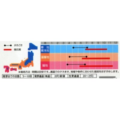 画像2: 花の種　黄花コスモス　約58粒　　サカタのタネ（株）　実咲200