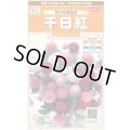 送料無料　花の種　千日紅　切り花用混合　約45粒　(株)サカタのタネ　実咲200（026339）