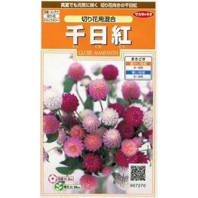 画像1: 花の種　千日紅　切り花用混合　約45粒　サカタのタネ（株）実咲200