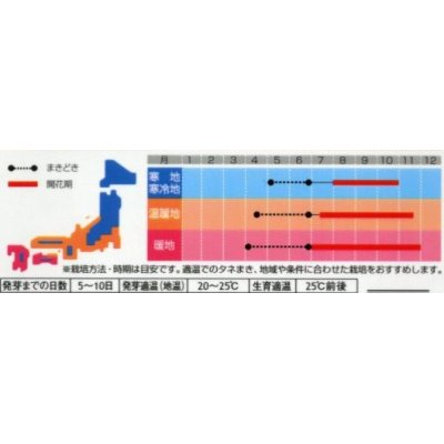 画像2: 花の種　千日紅　切り花用混合　約45粒　サカタのタネ（株）実咲200