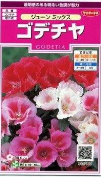 花の種　ゴデチャ　ジューンミックス　0.1ml　サカタのタネ（株）実咲350