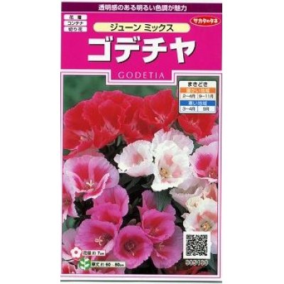 画像1: 花の種　ゴデチャ　ジューンミックス　0.1ml　サカタのタネ（株）実咲350