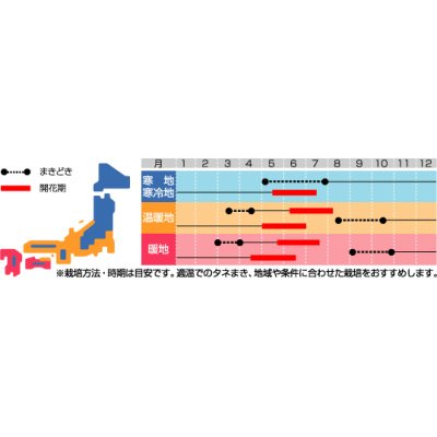 画像2: 花の種　美女なでしこ　インディアンカーペット　約175粒　サカタのタネ（株）実咲200