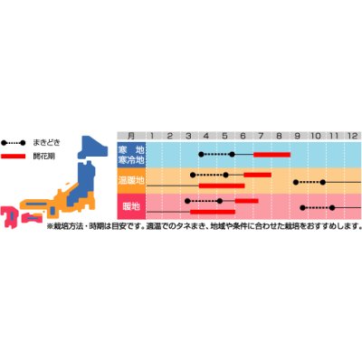 画像2: 花の種　リビングストンデージー　美色混合　約286粒　サカタのタネ（株）実咲200