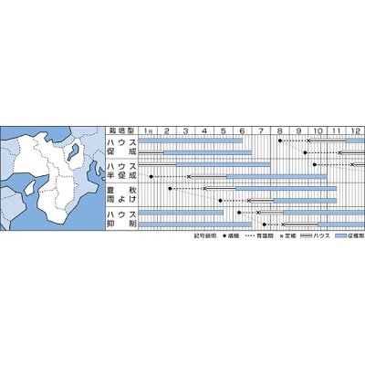 画像2: [トマト/中玉トマト]　フルティカ　100粒　タキイ種苗（株）