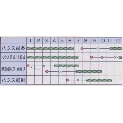 画像2: [トマト/ミニトマト]　キャンドルライト　100粒　カネコ交配