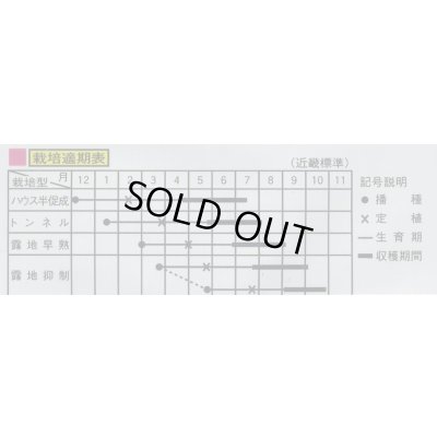 画像2: [トマト/ミニトマト]　フェロートマト　25粒　（株）大和農園