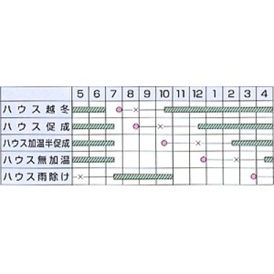 画像2: [トマト/中玉トマト]　レッドオーレ　100粒　カネコ交配