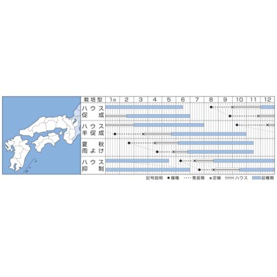 画像2: [トマト/ミニトマト]　オレンジ千果　小袋（16粒）　タキイ種苗（株）　DF　