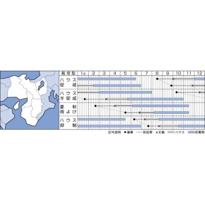 画像2: [トマト/ミニトマト]　送料無料！　CF千果　1000粒2L ペレット種子 　タキイ種苗（株）