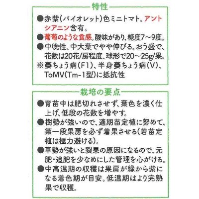 画像2: [トマト/マウロの地中海トマト]　送料無料！　トスカーナバイオレット　1000粒