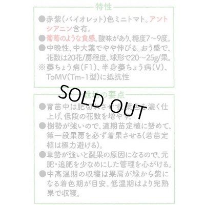 画像2: 送料無料　[トマト/マウロの地中海トマト]　トスカーナバイオレット　8粒　サナテックシード（株）