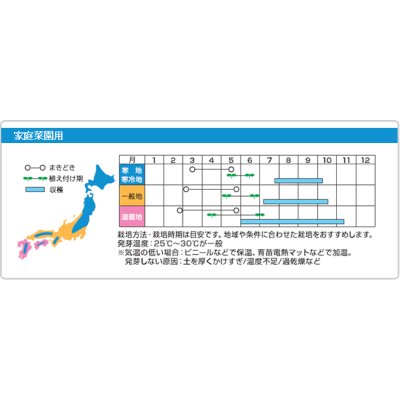 画像4: [トマト/マウロの地中海トマト]　プチポンロッソ　8粒