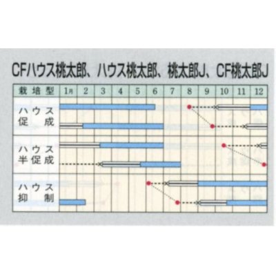 画像2: [トマト/桃太郎系]　ハウス桃太郎　45粒　タキイ種苗（株）DF