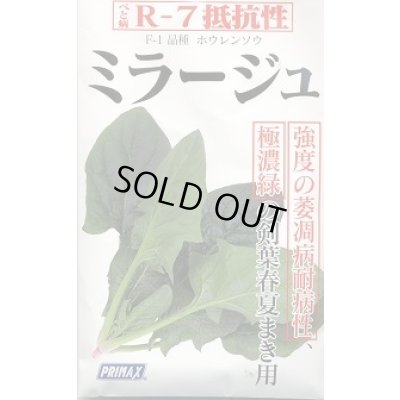 画像2: [シーダー種子]　ほうれんそう　ミラージュ　1粒×5cm間隔