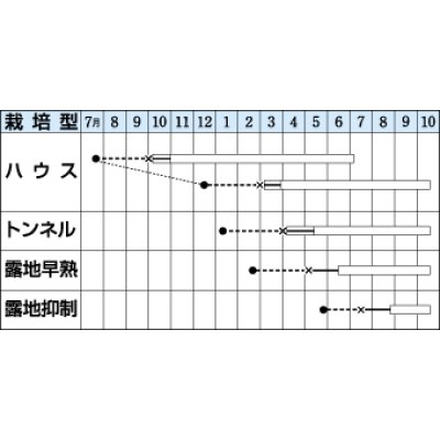 画像2: [なす]　くろわし　　60粒　タキイ種苗（株）　DF　