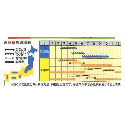 画像3: [トマト/ミニトマト]　ピンキー　15粒　ナント種苗（株）