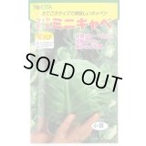 送料無料　[キャベツ]　ミニキャベ　20ml　トキタ種苗(株)