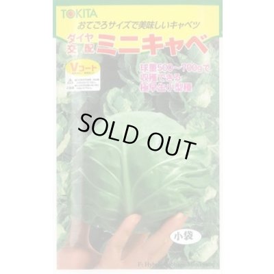 画像1: 送料無料　[キャベツ]　ミニキャベ　20ml　トキタ種苗(株)