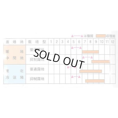 画像2: [キュウリ]　光の季　350粒　ときわ研究場