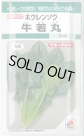 [ほうれんそう]　牛若丸　Ｍサイズ　3万粒　タキイ種苗(株)
