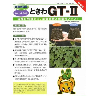 画像2: [台木/キュウリ用]　ときわＧＴ2　３５０粒　（株）ときわ研究場