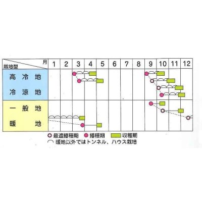 画像3: [ほうれんそう]　トラッド7(種子サイズ：M)　3万粒　サカタのタネ(株)