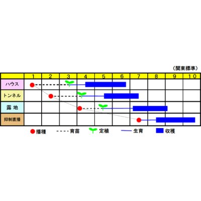 画像2: [瓜類]　青はぐらうり　若大将　100粒　渡辺交配