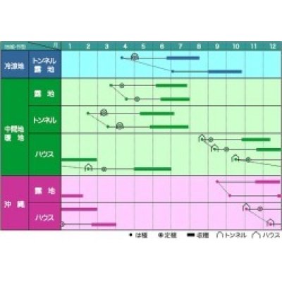 画像3: [いんげん]　鴨川グリーン　1L　ヴィルモランみかど