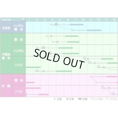 画像3: [いんげん]　鴨川グリーン　1L　ヴィルモランみかど（株）