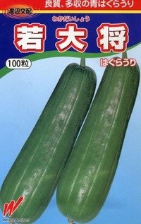 [瓜類]　青はぐらうり　若大将　100粒　渡辺交配