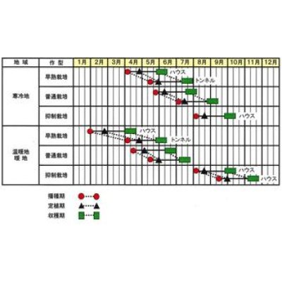 画像4: [いんげん]　つるなしいんげん　サクサク王子ネオ　1dl　サカタのタネ（株）