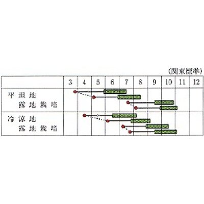 画像3: [いんげん]　いちず菜豆　200粒　カネコ育成